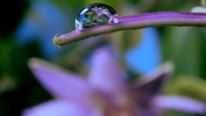 Как распускаются цветы таймлепс. Шикарно! Flowers in growth time lapse