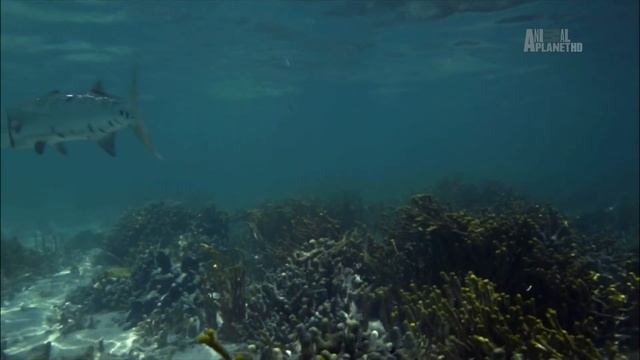 Чем отличается тактика охоты барракуд (сем. Synaphobranchidae) от тактики охоты лимонных акул ? смотреть онлайн