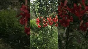 Лилия тигровая "Red Life"