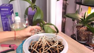 ЖЕСТЬ! Внутри у орхидей ВСЁ СГНИЛО. Отрезать гниль ЧТОБЫ СПАСТИ ОРХИДЕИ.