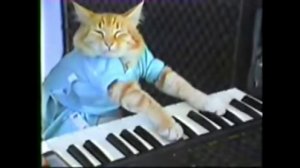 мем про котика как кот играет на пианино