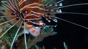 Aquarium 4K VIDEO (ULTRA HD) - Relaxing Music with Beautiful Coral Reef Fish - Relaxing Oceanscapes