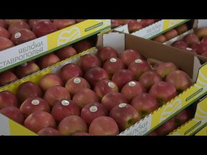 Сбор урожая яблок в садах ООО "Крайсервис"