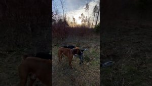 German Drathaar vs Boxer dog / Дратхаар и боксёр Тайсон