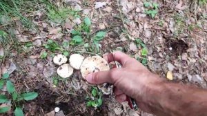 A short instruction how to search ? for milk mushrooms ? Небольшая инструкция как искать грузди ?