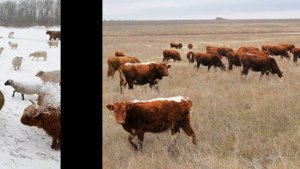 Животноводство Калмыкии