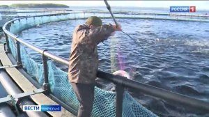 В Карелии появится рабочая группа по вопросам рыбоводства и экологизации аквакультуры