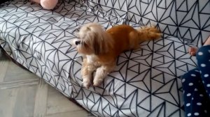 Завываем! Или как поет наша ши-тцу