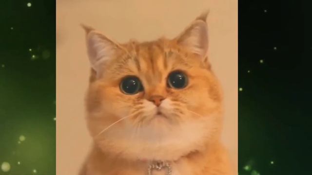 Милые котята и котики Cute kittens