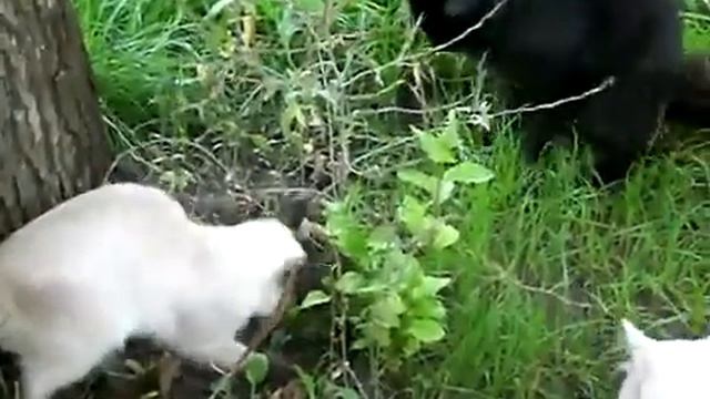 Крыса сражается с тремя котами смотреть до конца смотреть онлайн