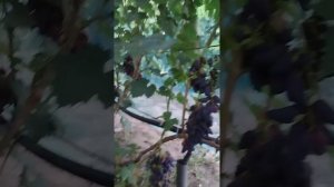 Виноград Перцовый Красный.
