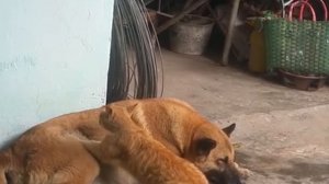 Кошка делает массаж собаке