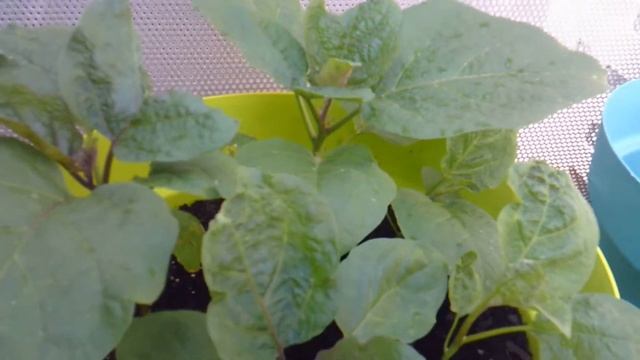 Огород на балконе 2019 год. Баклажаны смотреть онлайн