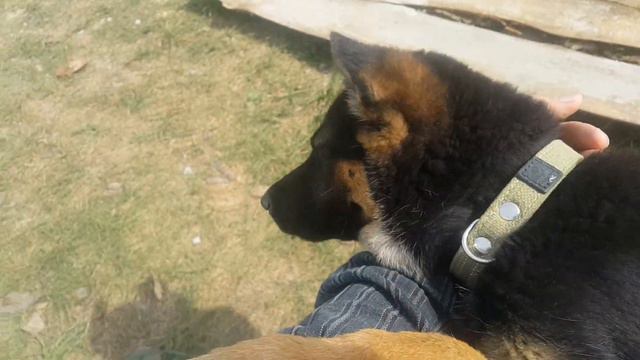 Как меня встречал Ричи. Я не видел его 17 часов. И да он уже повеселел. смотреть онлайн