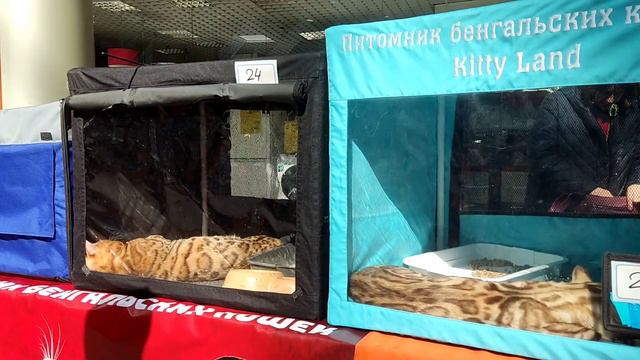 выставка кошек новосибирск 1-2 апреля смотреть онлайн