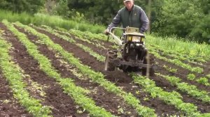 Підгортання картоплі вухастими підгортачами.
