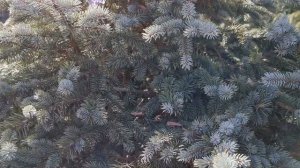 Ель колючая Глаука (Glauca)