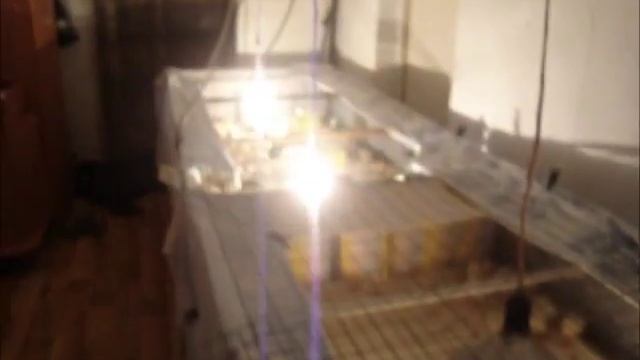 Выращивание цыплят-несушек,бройлеров
