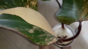 Филодендрон РЕД ЭМЕРАЛЬД вариегатный/моя новинка!