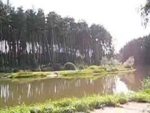 Пруд, Парк Культуры Ёлочки, город Домодедово (15.08.05)