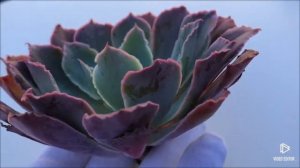 Echeveria Shaviana Madre del Sur