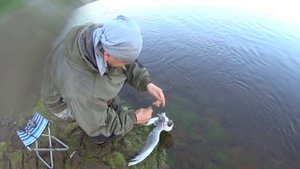 Отличный ПЕРЕКАТ! Клюют ЖЕРЕХИ и ЧАЙКИ. Рыбалка на жереха в июне на ZipBaits Raphael 45s