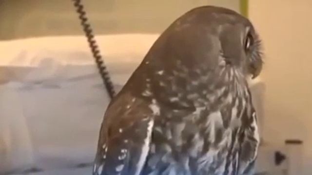 С днём бухгалтера!!!!!?? смотреть онлайн