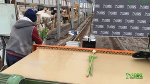 Выгонка тюльпанов. Срезка 2024 ➡️ НАЧАЛО.