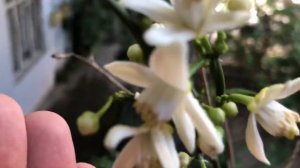 Опыление мандарина ! Получаем гибрид мандарина с апельсином