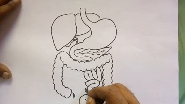 How to draw Digestive System || Human Anatomy drawing смотреть онлайн