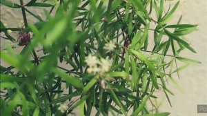Tiny flowers in Asparagus Densiflorus/Asparagus Fern