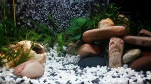 Мой аквариум на 15 литров. И...котейка =)