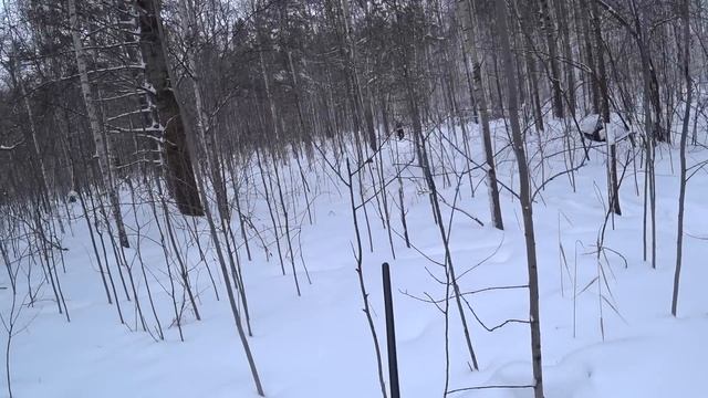 Дали зайцам жару напоследок! Охота на зайца с гончей по глубокому снегу. смотреть онлайн