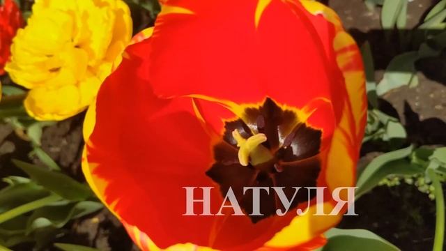 Наташа, Наталья, Ната... С днём Рождения! Happy Birthday Natasha! смотреть онлайн