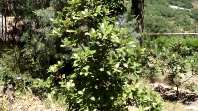 Дуб каменный Сем. буковые( Quercus ilex) смотреть онлайн