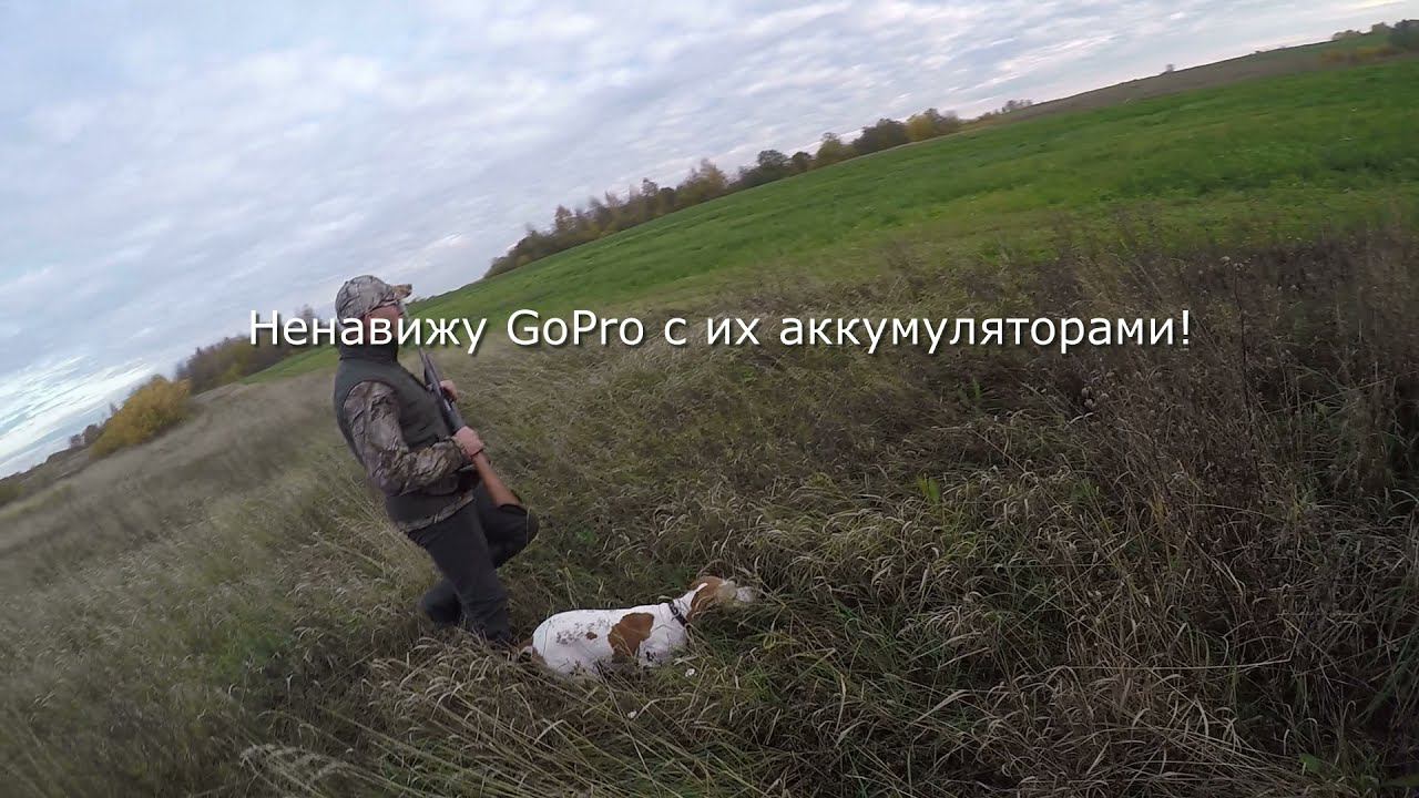 На вальдшнепа с пойнтером.  А так же поле.  10 Октября 2021