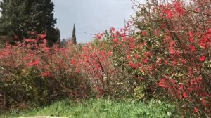 173.Крым Цветение Деревьев Японская Красная Айва И Розовая Магнолия Суланжа