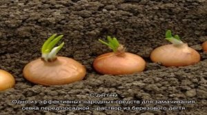 В чем замачивать лук перед посадкой под зиму, и нужно ли это делать