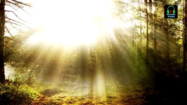 Шум леса. Белый шум для отдыха, медитации и сна. Колыбельная для малышей. смотреть онлайн