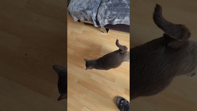 Кошка Маруся умная как человек) 27 апреля 2023 г. смотреть онлайн