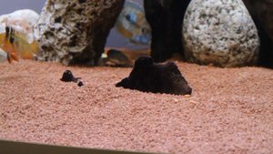 Полиптерус сенегальский видео. Кормление в общем аквариуме. Polypterus senegalus feeding