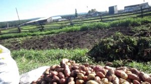 Поездка за картошкой в деревню.  село Залог Качугский район Иркутская область