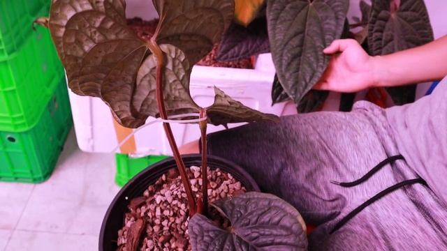 Anthurium Luxurians vs Radicans смотреть онлайн
