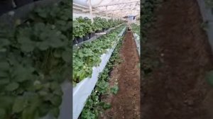 Немного про компост из опилок.