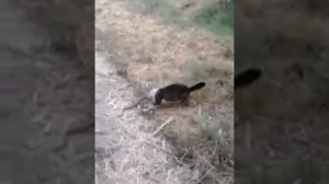 Кот убивает змею
