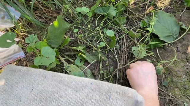 Фундук! Проблема с сортностью в Украине. Покупал как "ОБИЛЬНЫЙ" смотреть онлайн