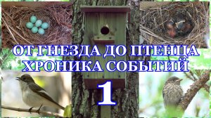 От гнезда до птенца. Хроника событий. Мухоловка-пеструшка ( Ficedula hypoleuca ) 1 часть