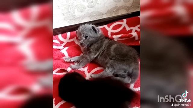 Котята