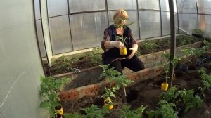 ТОМАТЫ.  Посадка рассады в теплицу .