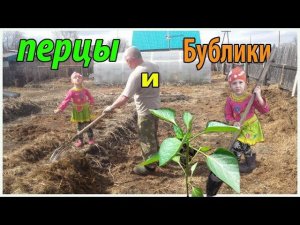 Посадка перцев томатов и огурцов // Навозные бублики // Жизнь в деревне